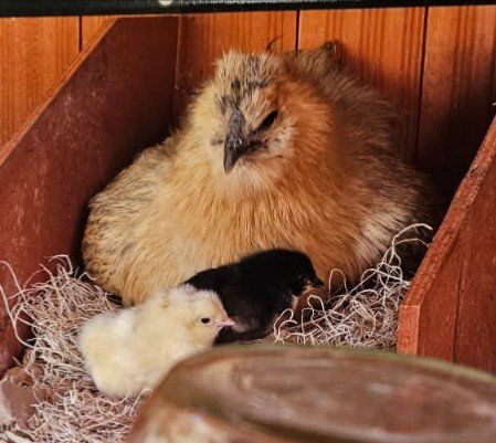Broody hen? I've got chicks!