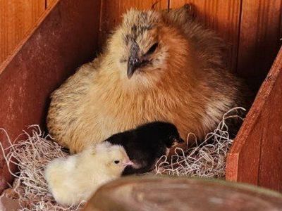 Broody hen? I've got chicks!