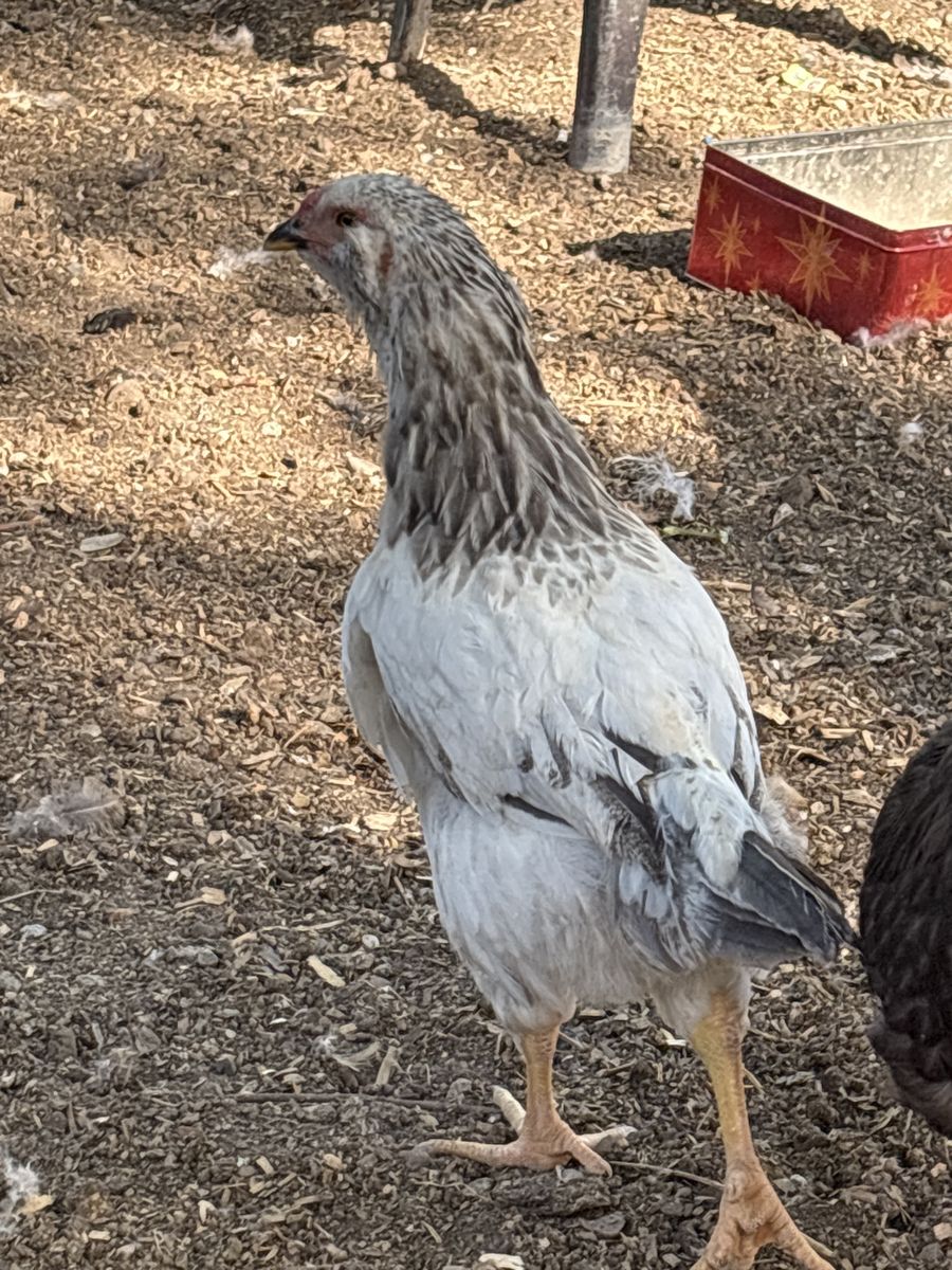 Roosters