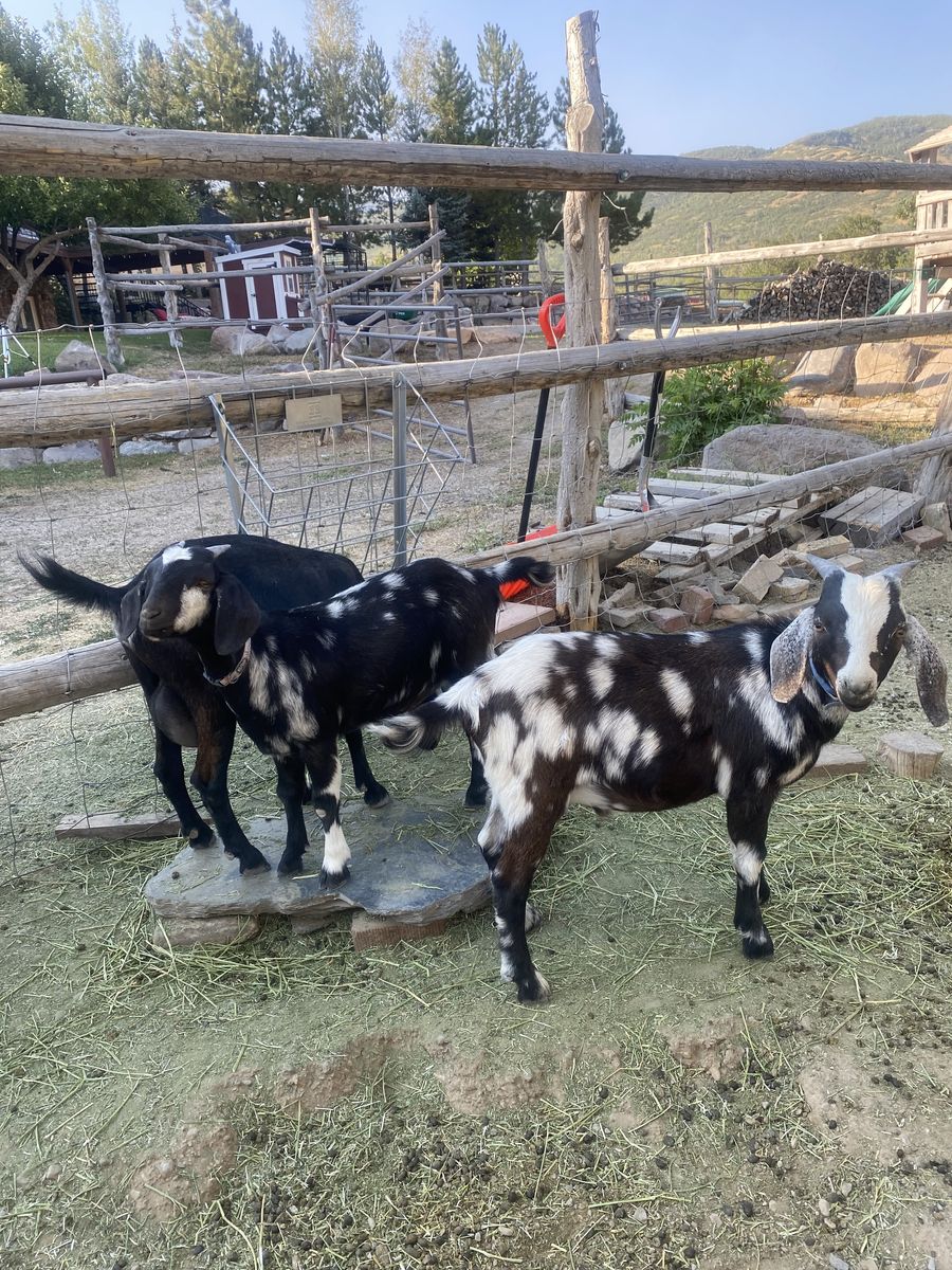 Kiko and Kiko / Mini-Nubian Mix Goats for Sale