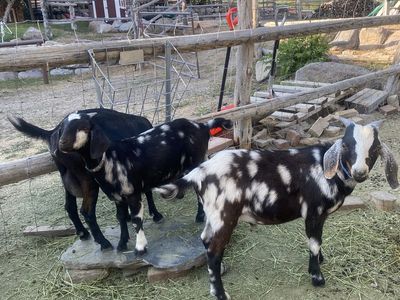 Kiko and Kiko / Mini-Nubian Mix Goats for Sale