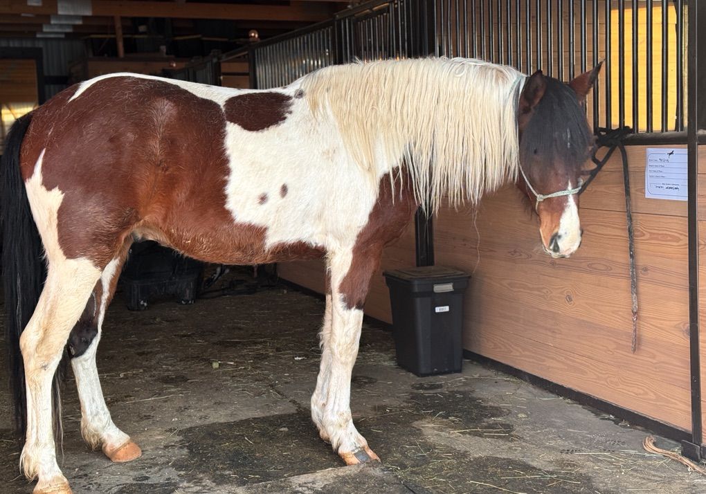 Gaited Singlefooter Frozen Semen