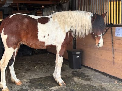Gaited Singlefooter Frozen Semen