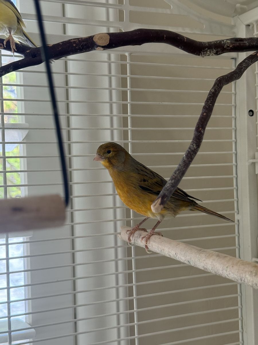 Canaries and bird cage