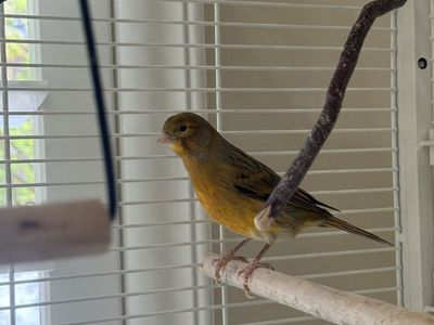 Canaries and bird cage