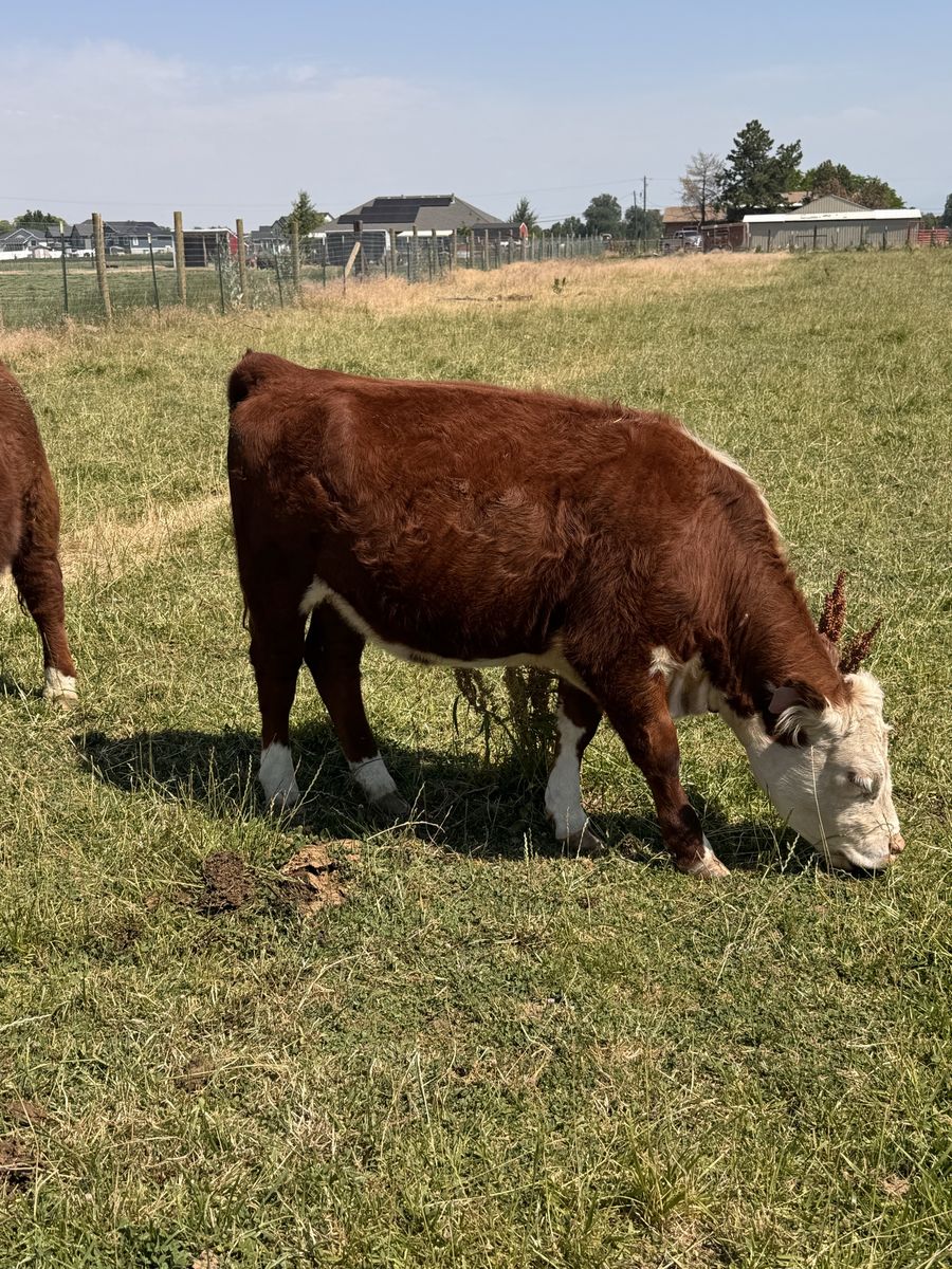 Registered Mini Hereford Heifer