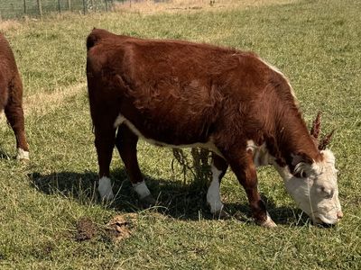 Registered Mini Hereford Heifer