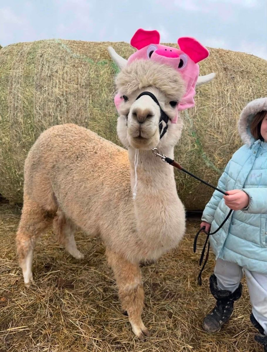 ISO Alpacas and Llamas