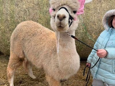 ISO Alpacas and Llamas