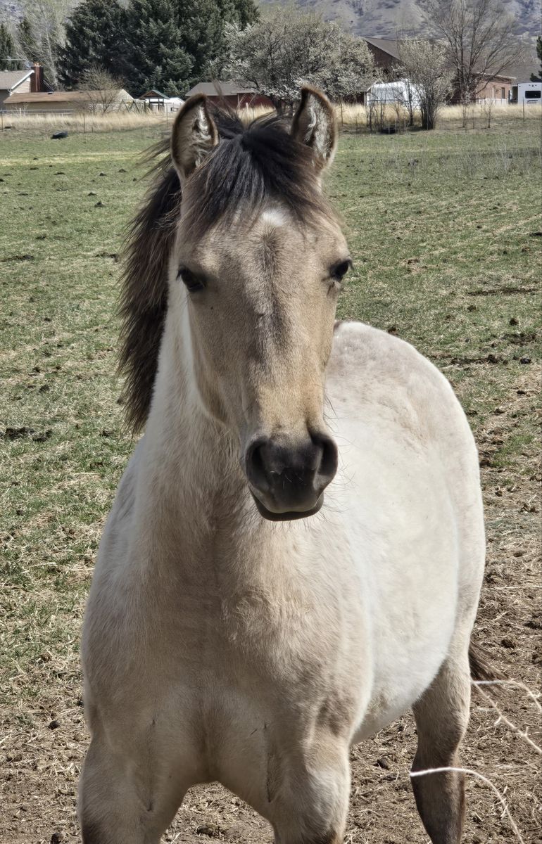 Headturner! AQHA  Yearling buckskin dun