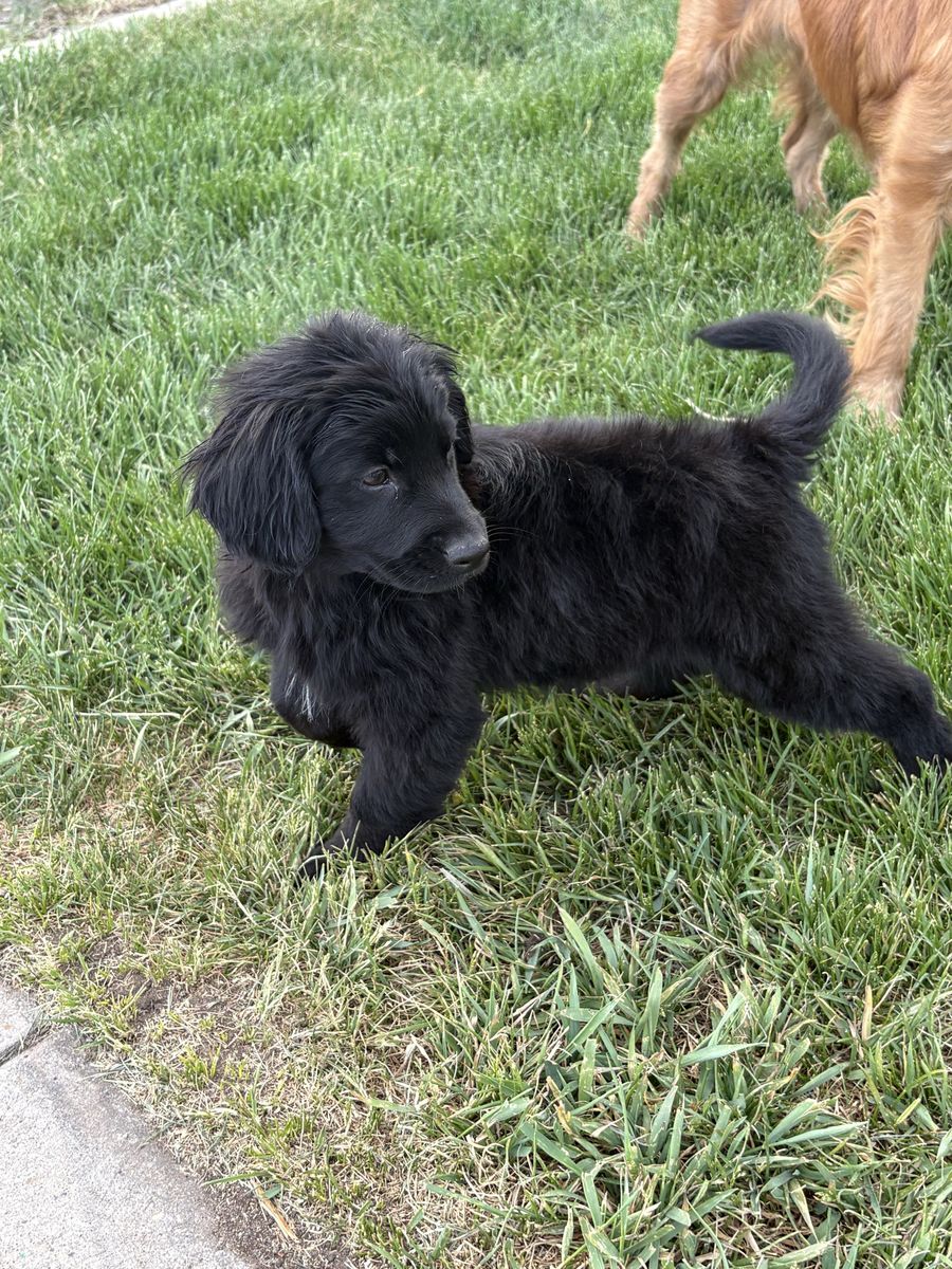 Cocker Spaniel / Retriever / Border Collie Puppies