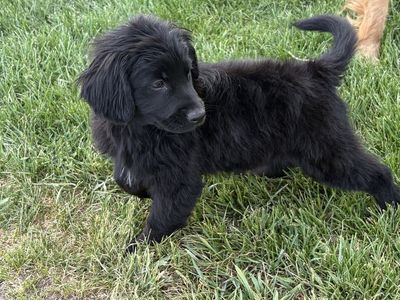 Cocker Spaniel / Retriever / Border Collie Puppies