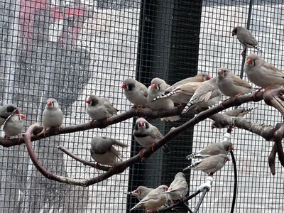 Zebra Finches