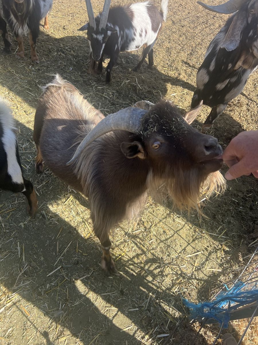 Nigerian Dwarf Buck