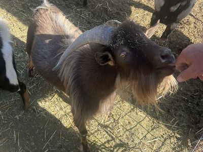Nigerian Dwarf Buck