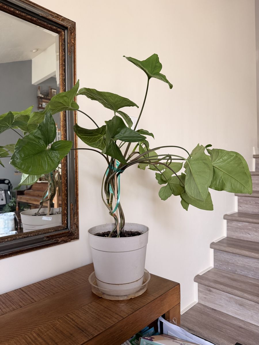 Plant