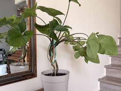 Plant