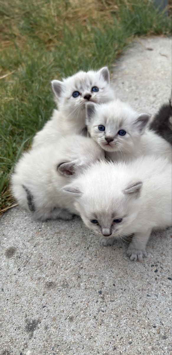Playful Ragdoll Mix Kittens - Litter Trained & First Shots Included