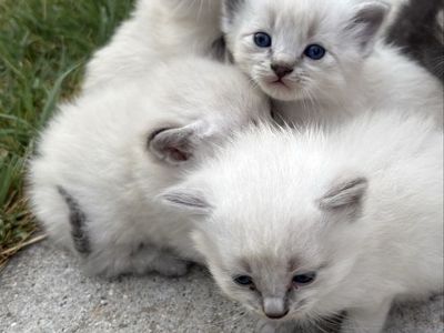 Playful Ragdoll Mix Kittens - Litter Trained & First Shots Included