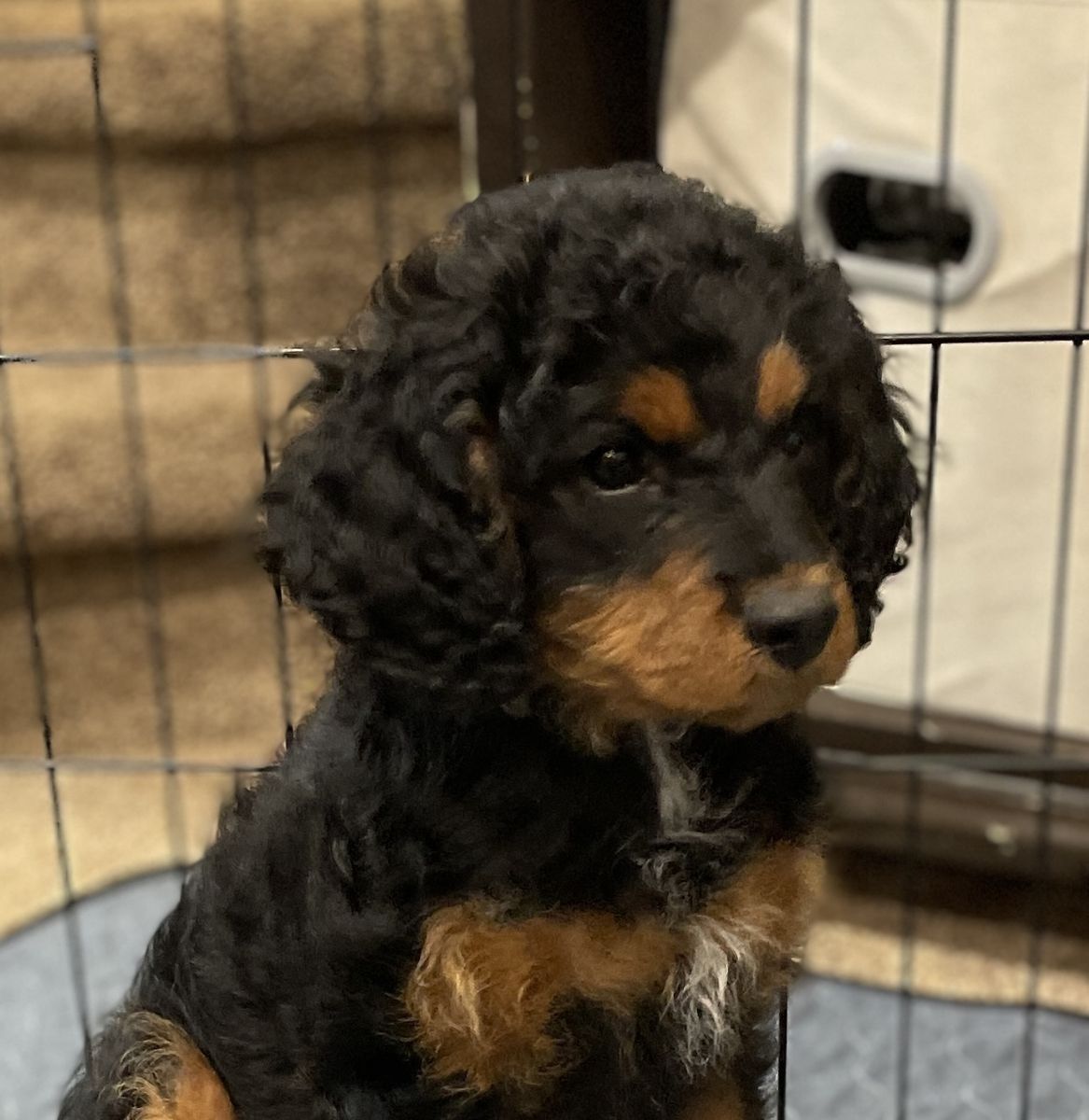 Cavapoo Puppy | Hypoallergenic | Like Goldendoodle, Aussiedoodle, Labradoodle