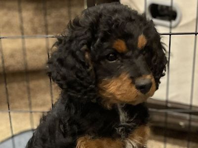 Cavapoo Puppy | Hypoallergenic | Like Goldendoodle, Aussiedoodle, Labradoodle