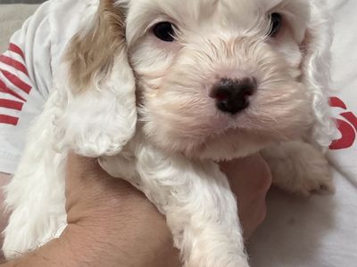 Cockapoo puppy