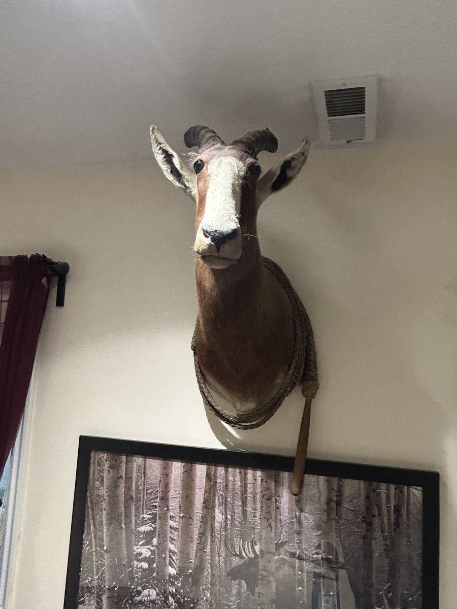 REAL - African Antelope comes w/bull whip too !