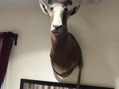 REAL - African Antelope comes w/bull whip too !