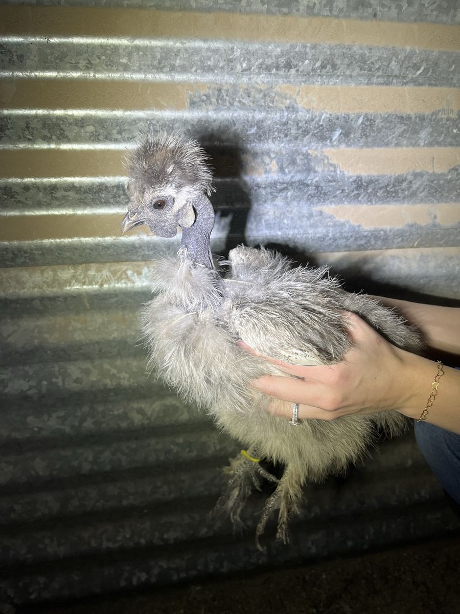 Silkie/Showgirl Silkie Hatching Eggs