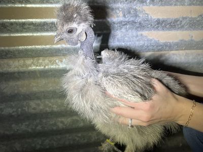 Silkie/Showgirl Silkie Hatching Eggs
