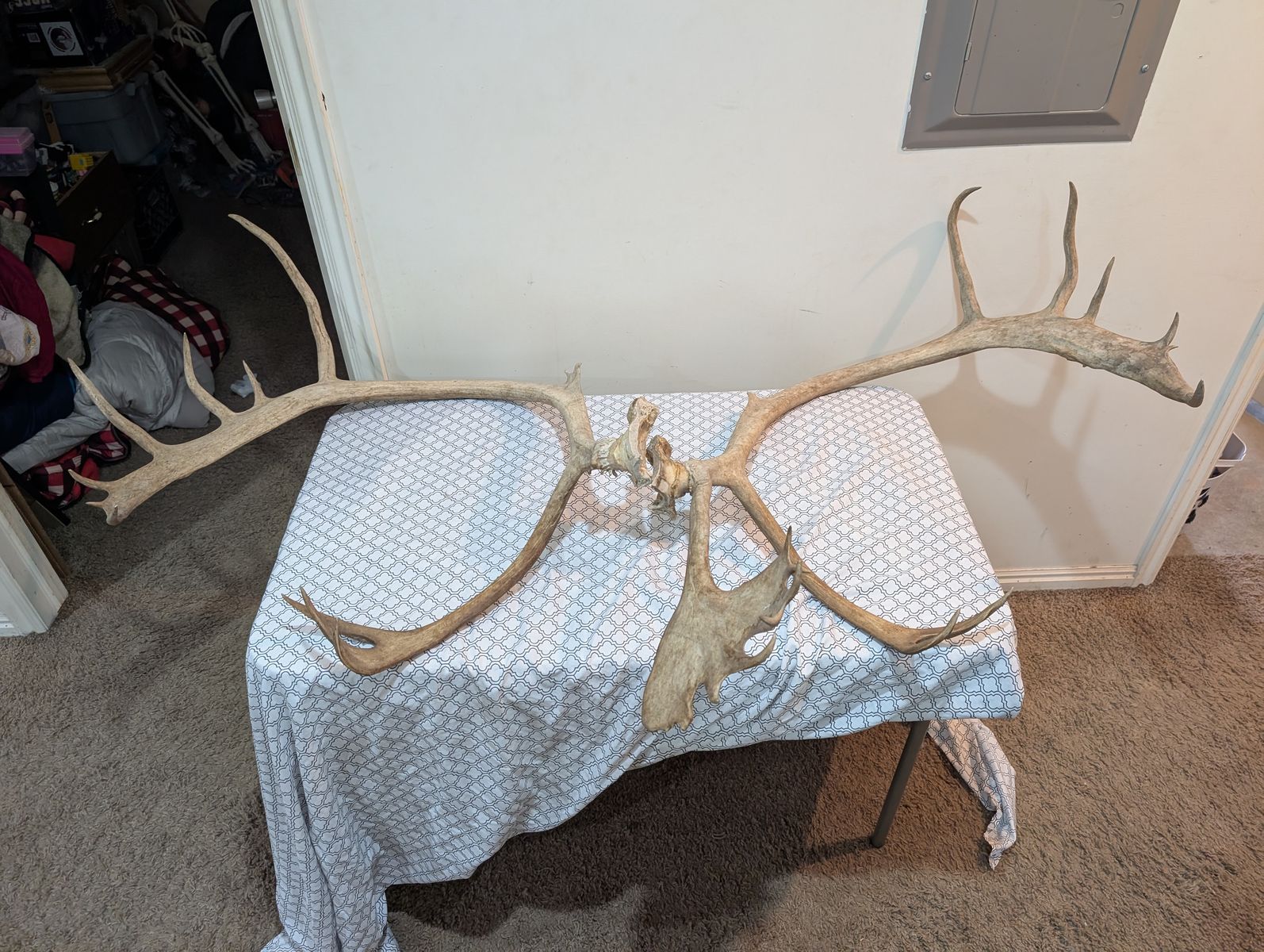 Caribou antlers