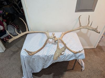 Caribou antlers
