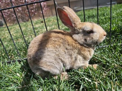 Mini Rex Female Kit