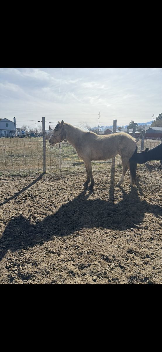 5-7 Year Old Mare - BLM Mustang, Needs Experienced Owner, Potential Under Saddle