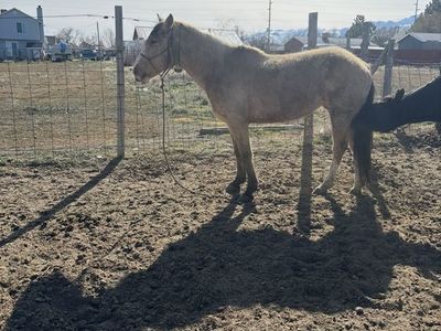 5-7 Year Old Mare - BLM Mustang, Needs Experienced Owner, Potential Under Saddle