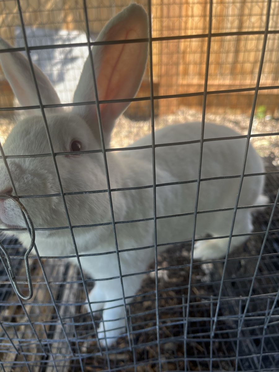 Meat rabbit set up with rabbits and cages