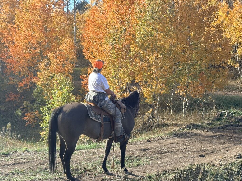 Performance Horses Ages 2-19 Now Selling