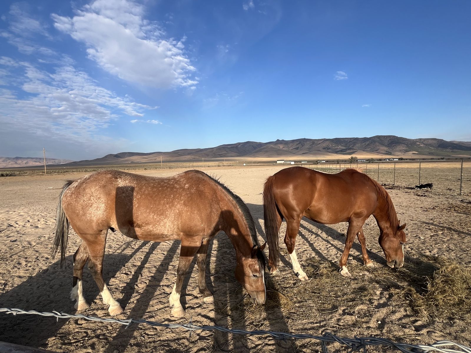 Two horses for sale!