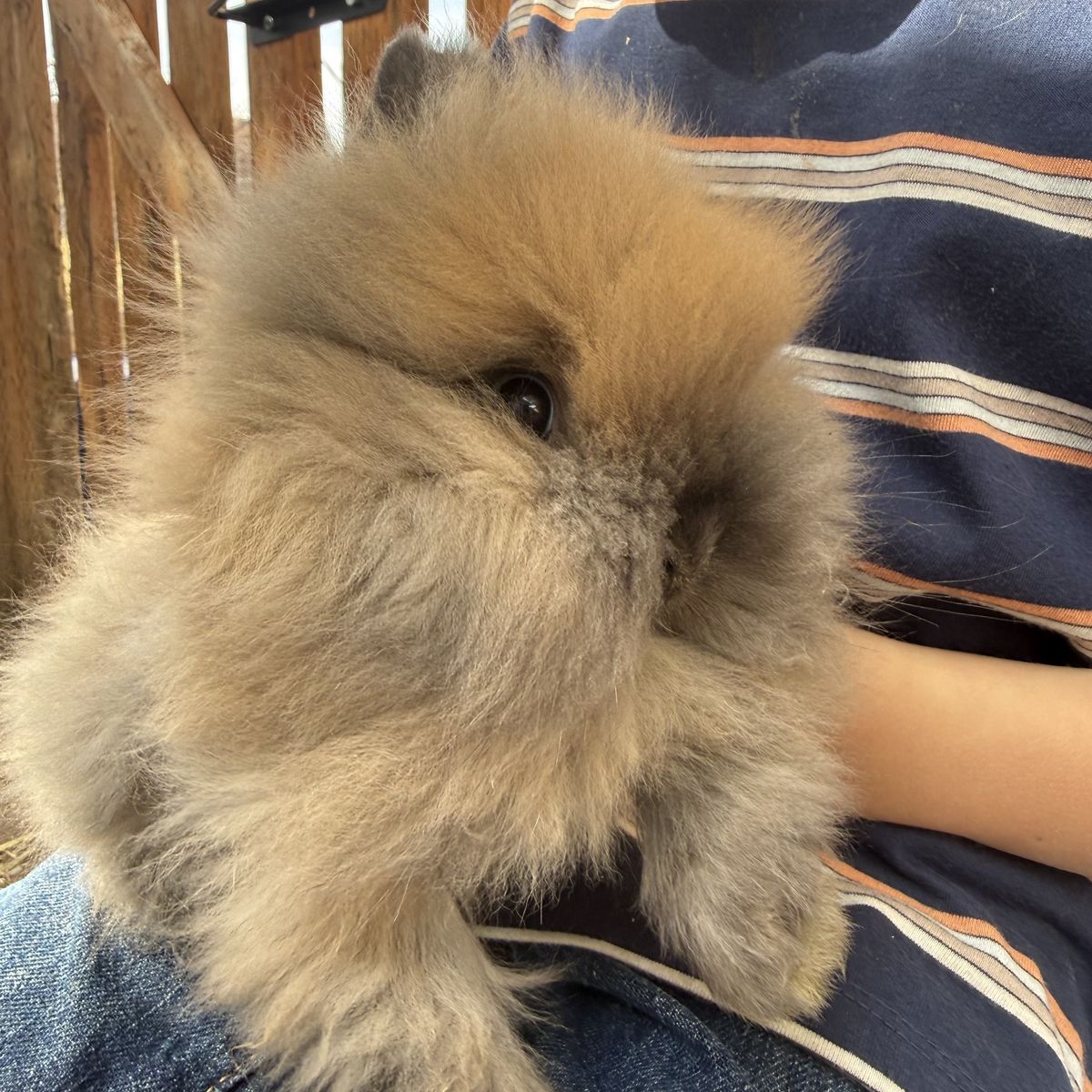 Pure Bred Lion Head Rabbits