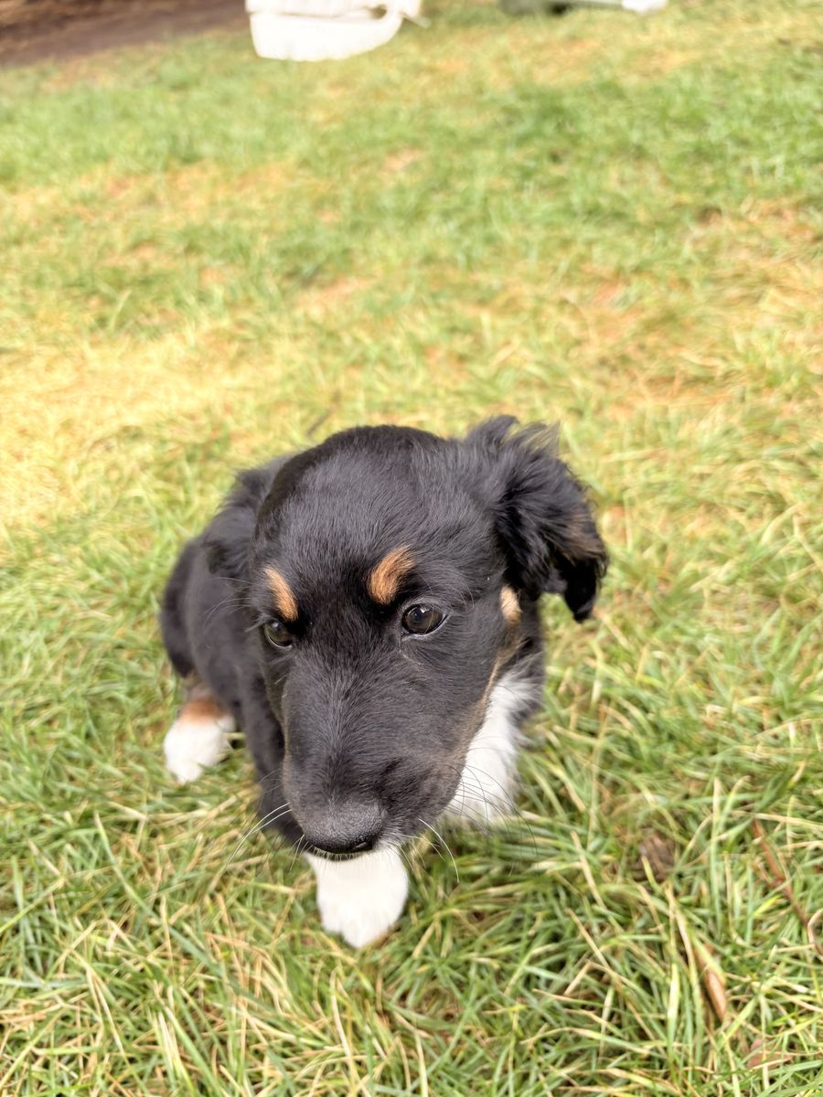 Mini Aussiedoodle Puppies