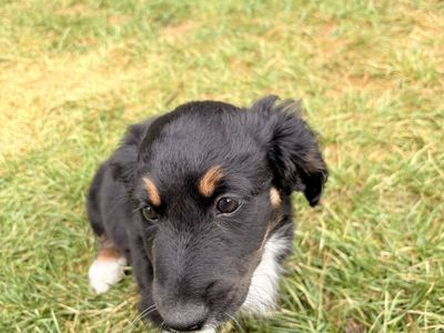 Mini Aussiedoodle Puppies