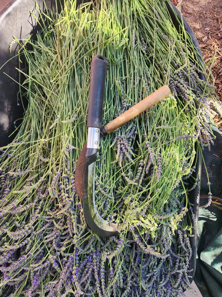 Fresh long stem lavender