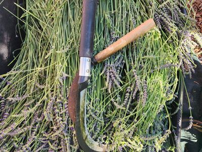 Fresh long stem lavender