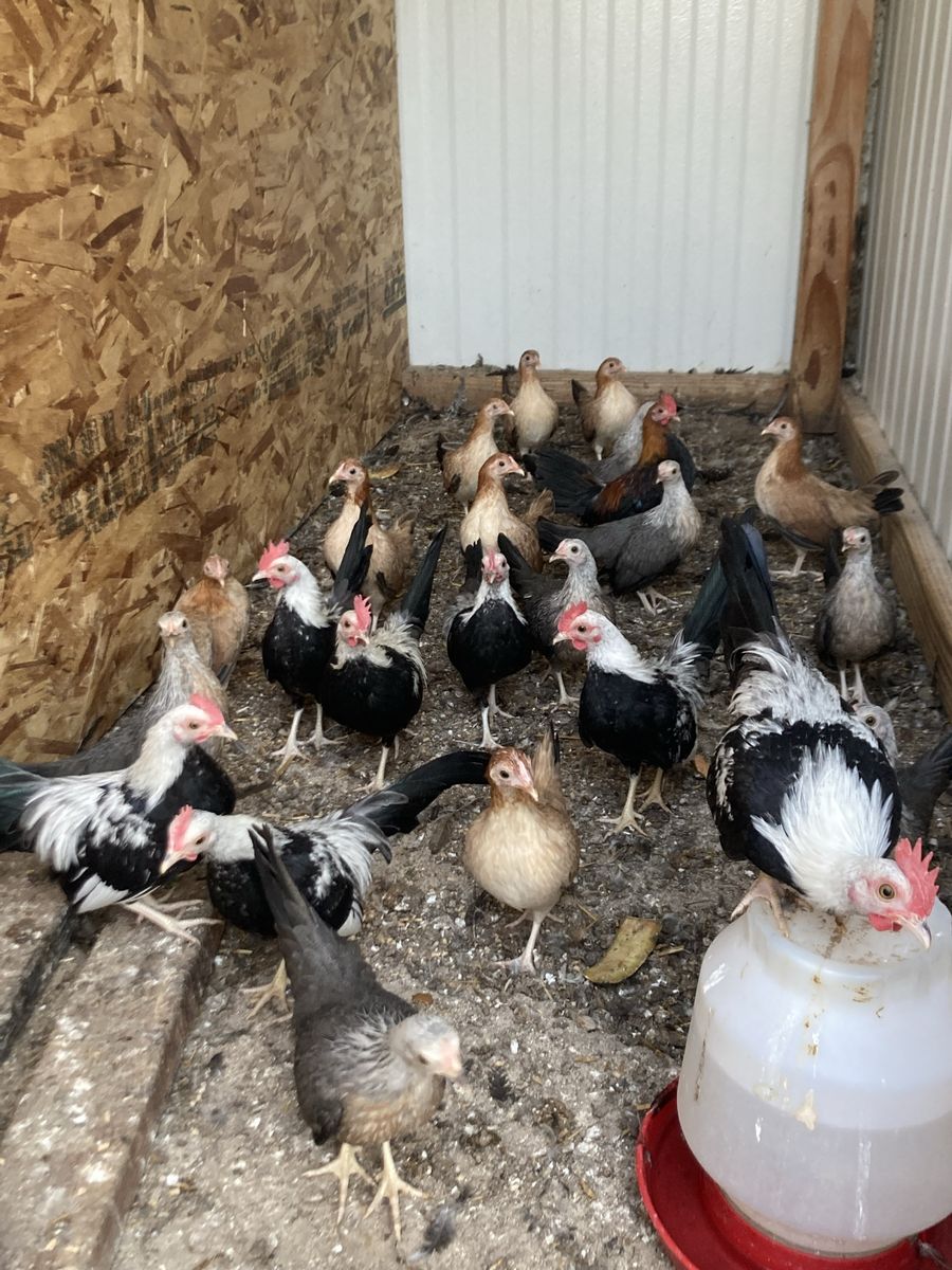 Old English game bantams 