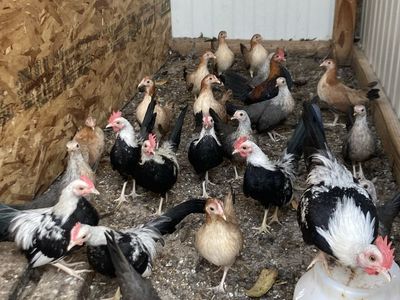 Old English game bantams