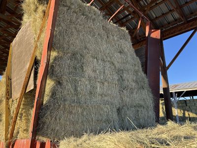 Grass/foxtail Hay