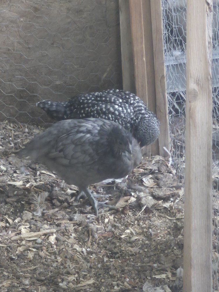 9 Week old Pullets coop ready