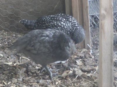 9 Week old Pullets coop ready
