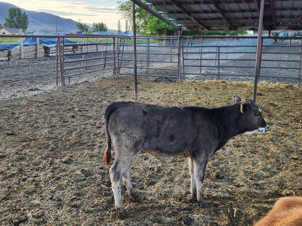Beef Heifer