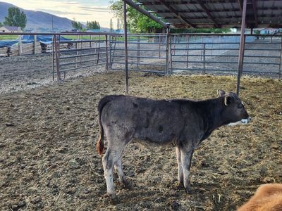 Beef Heifer